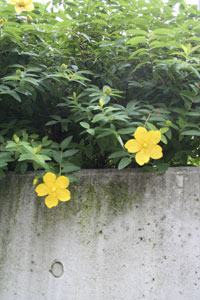 20060621_1.jpg