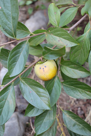 20111002.jpg